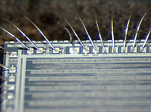 Stereomicroscope example photo 3